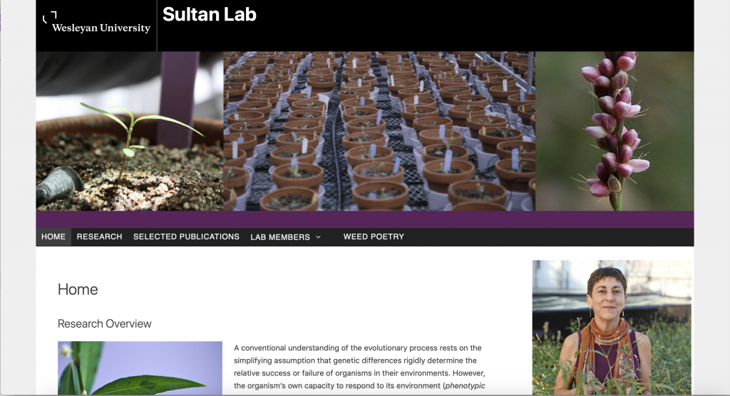 Screenshot of Sultan Website